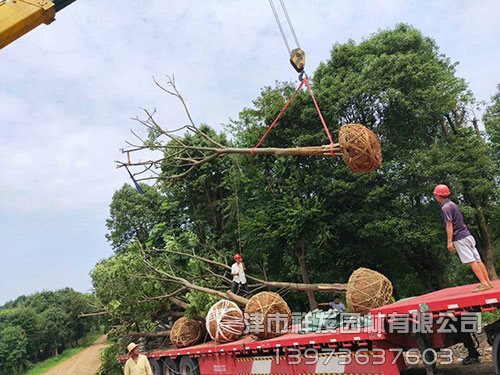 20公分欒樹發車-(4)