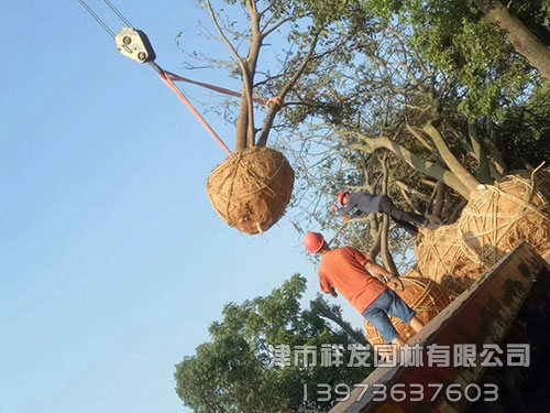 寧波多桿樸樹發車-(3)